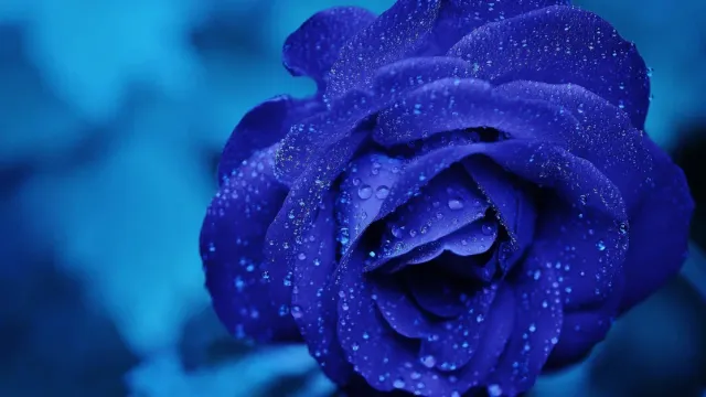 ស្ត្រីដែលមានចិត្ត