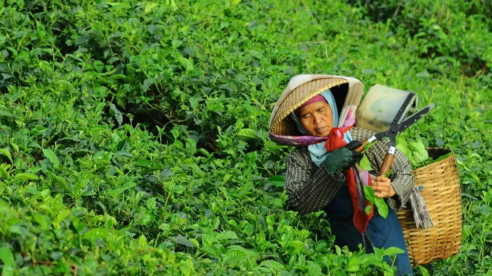 ថ្វាយដល់ព្រះអម្ចាស់