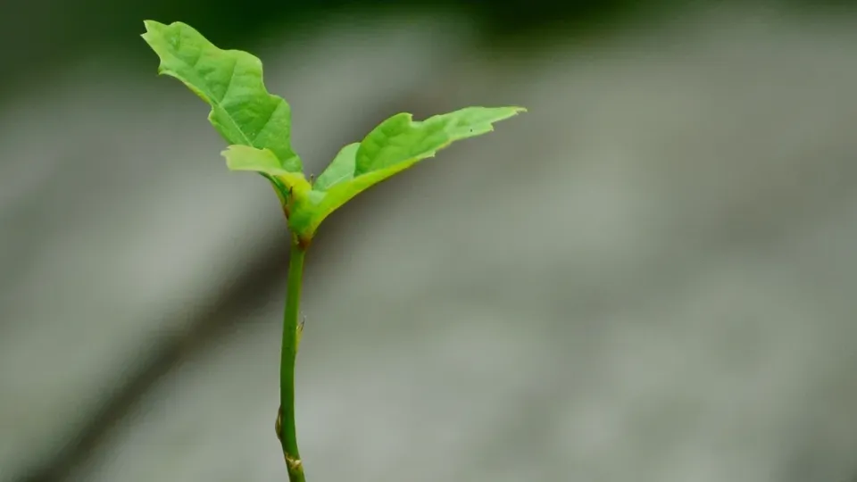 ជំនឿនិង​ព្រះ​បន្ទូល