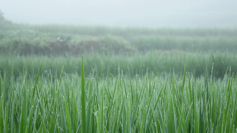 ភ្ញាក់​ឡើង