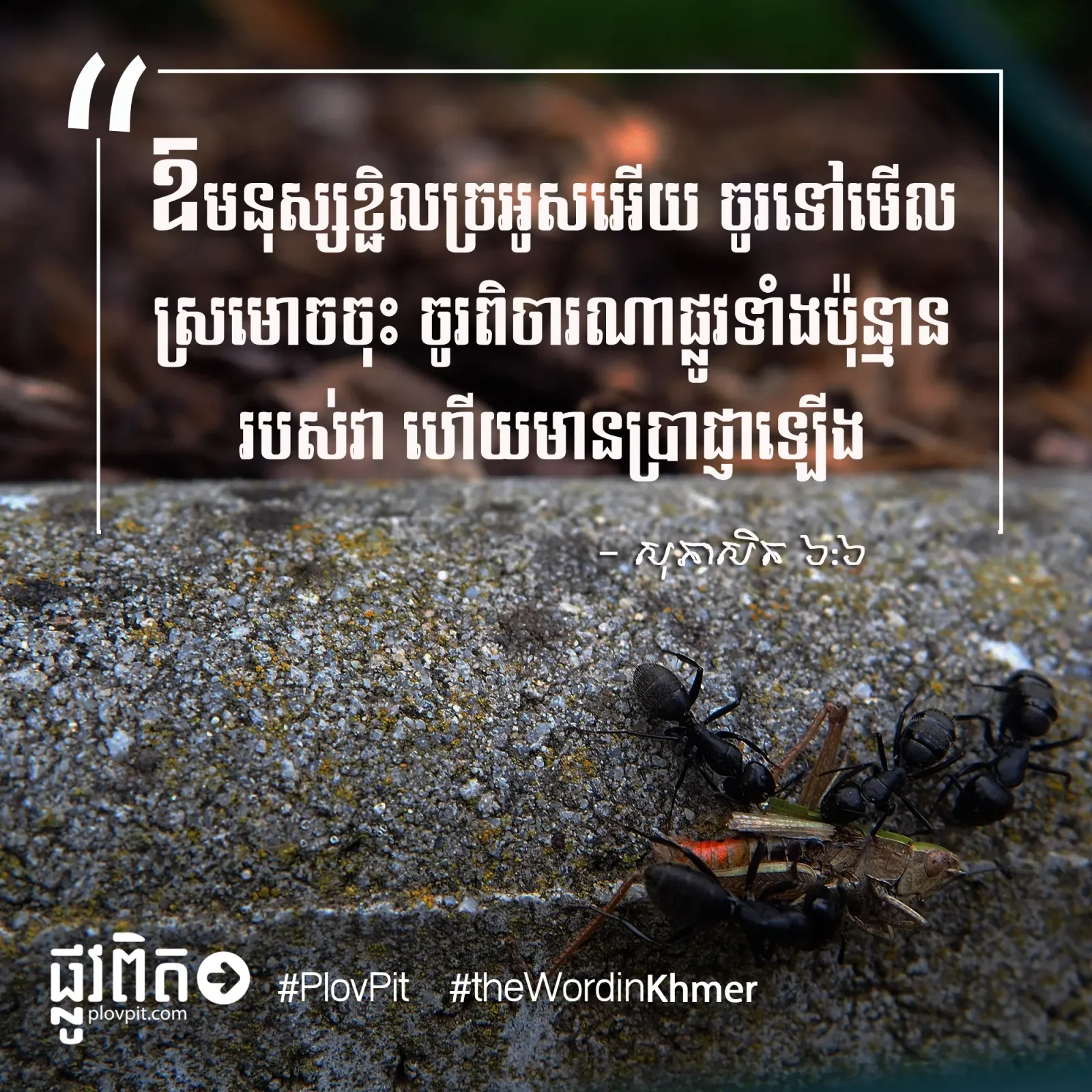ចូរមើលស្រមោច