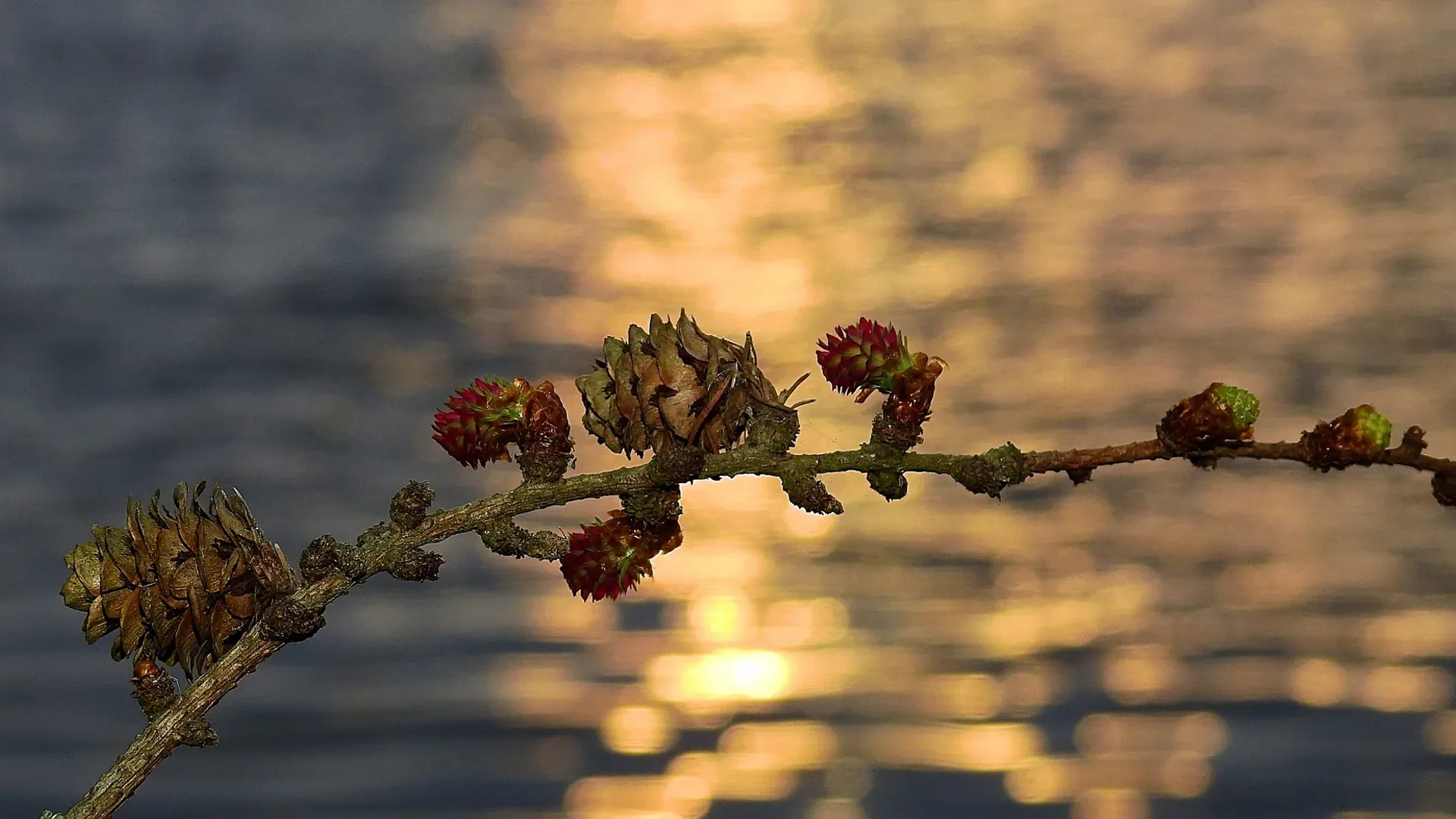 កុំឲ្យច្រណែន