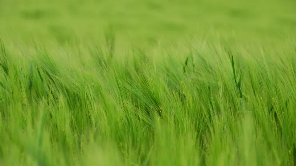 ព្រះ​យេហូវ៉ា​ទ្រង់​ល្អ
