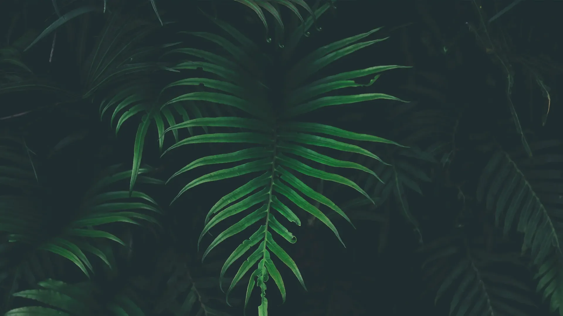 ខណៈ​ពេល​ដែល​យើង​