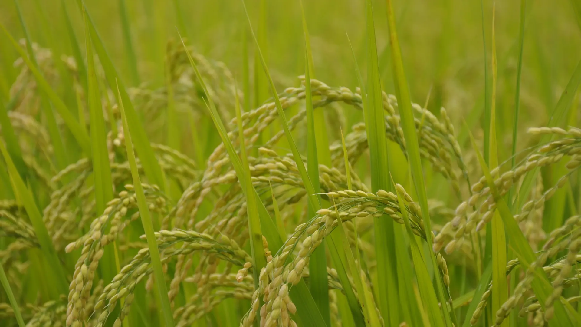 ដំណឹងល្អ