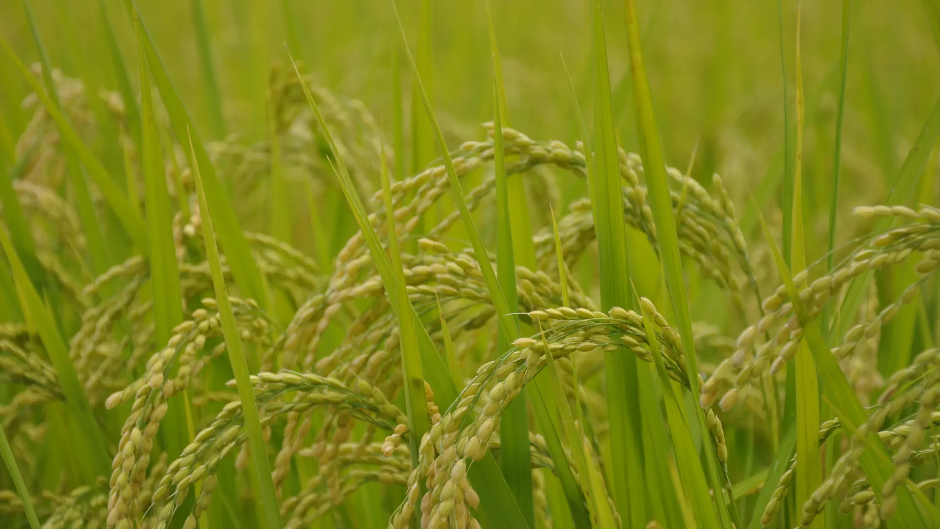 ព្រះគុណ